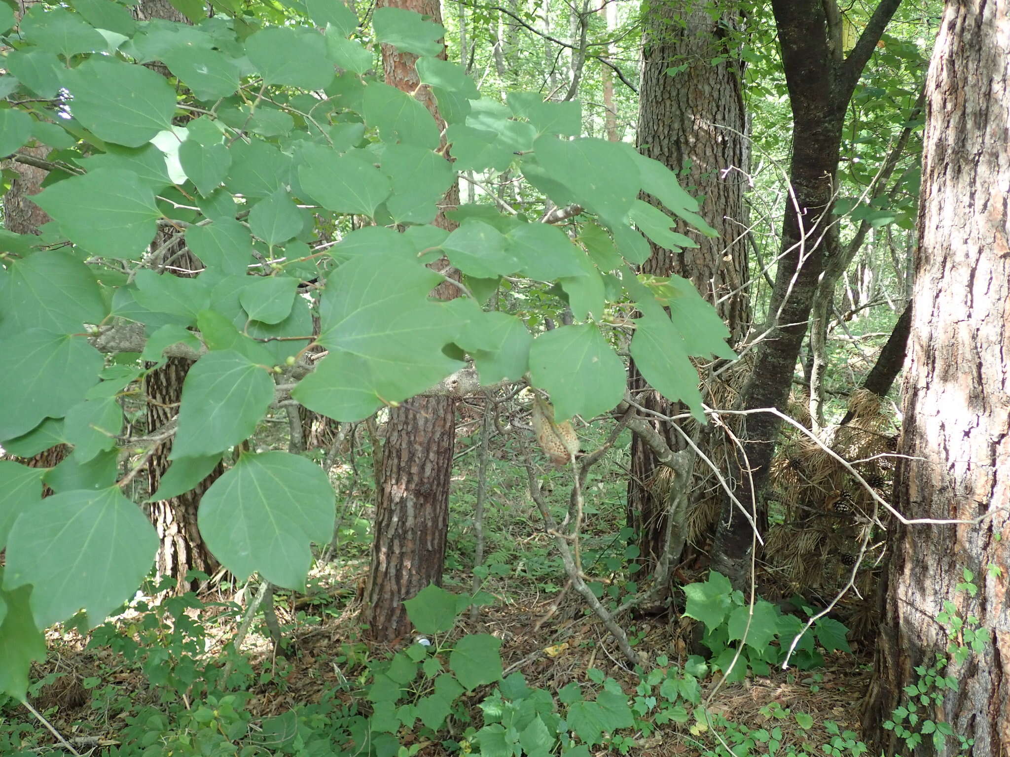 Image of Lindera obtusiloba Bl.