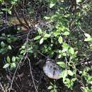 Image of Austrocortinarius australiensis (Cleland & Cheel) Liimat. & Niskanen