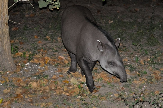 Image of Brazilian Tapir