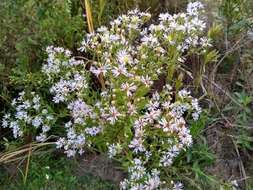 Image of Marsh American-Aster