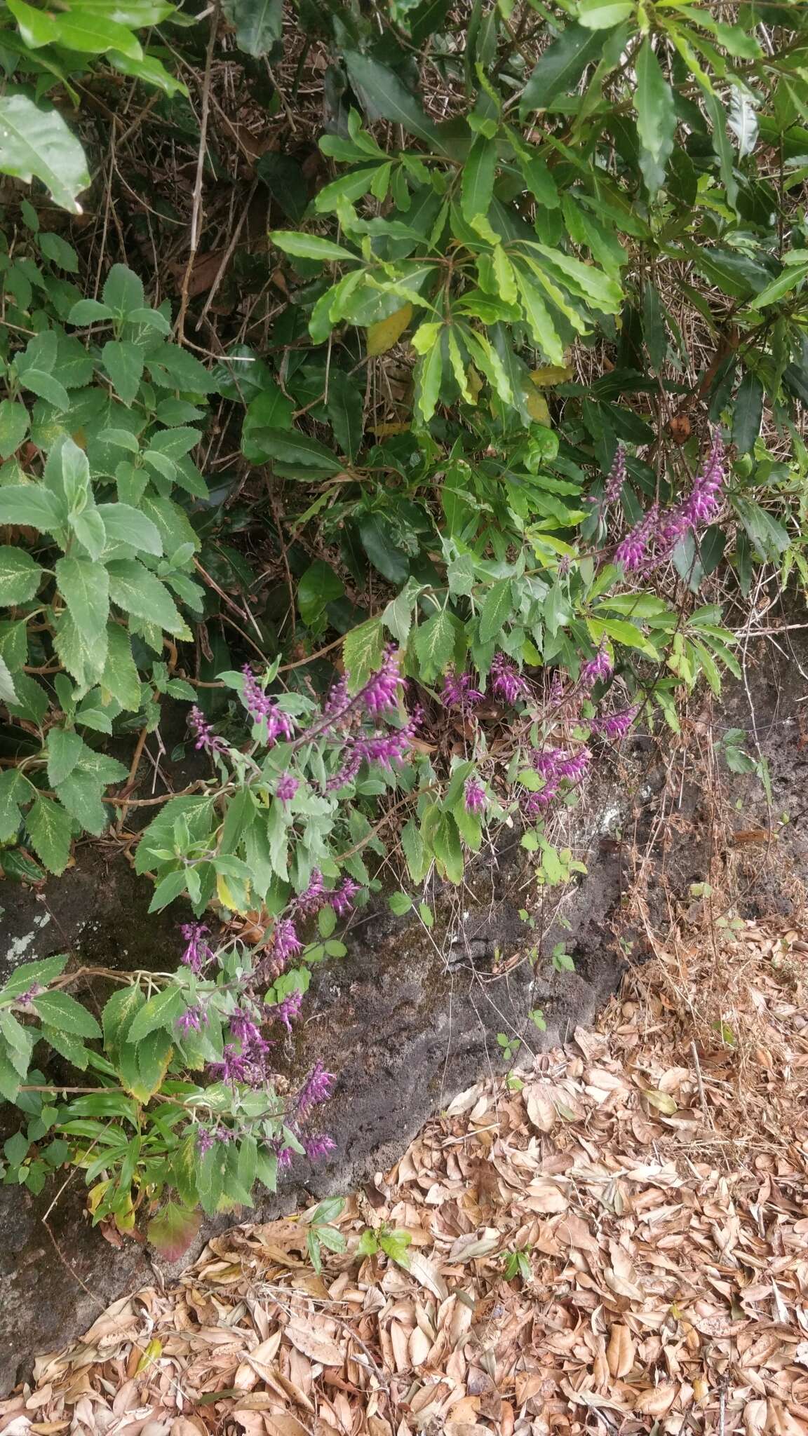 Image of Teucrium betonicum L'Hér.