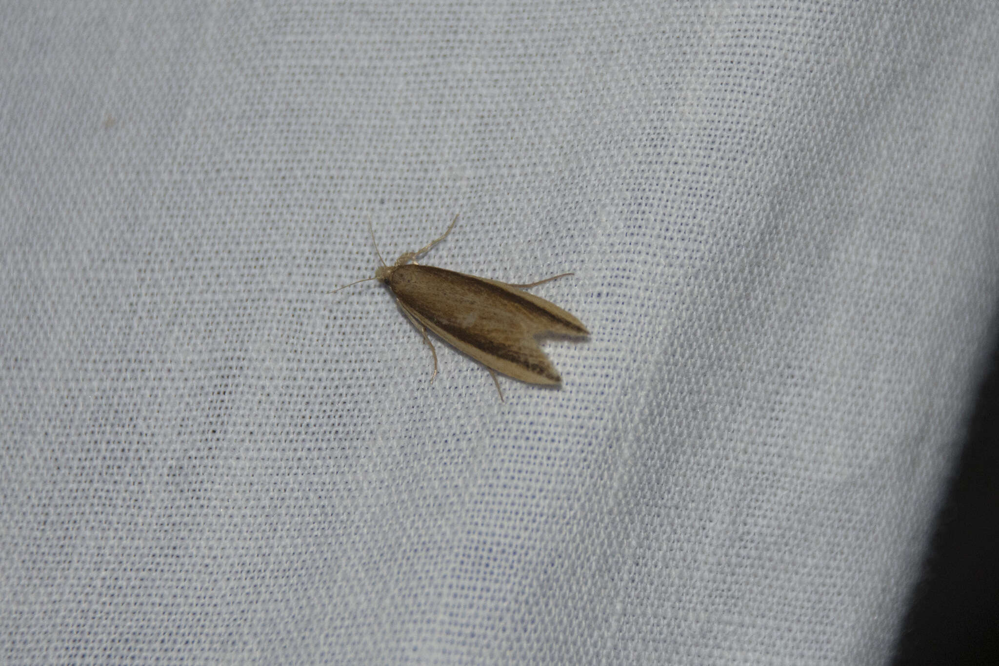 Image of Scarce Water-veneer