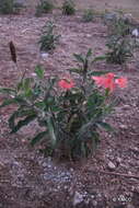 Image of Crossandra longipes S. Moore