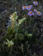 Imagem de Pedicularis abrotanifolia M. Bieb. ex Steven