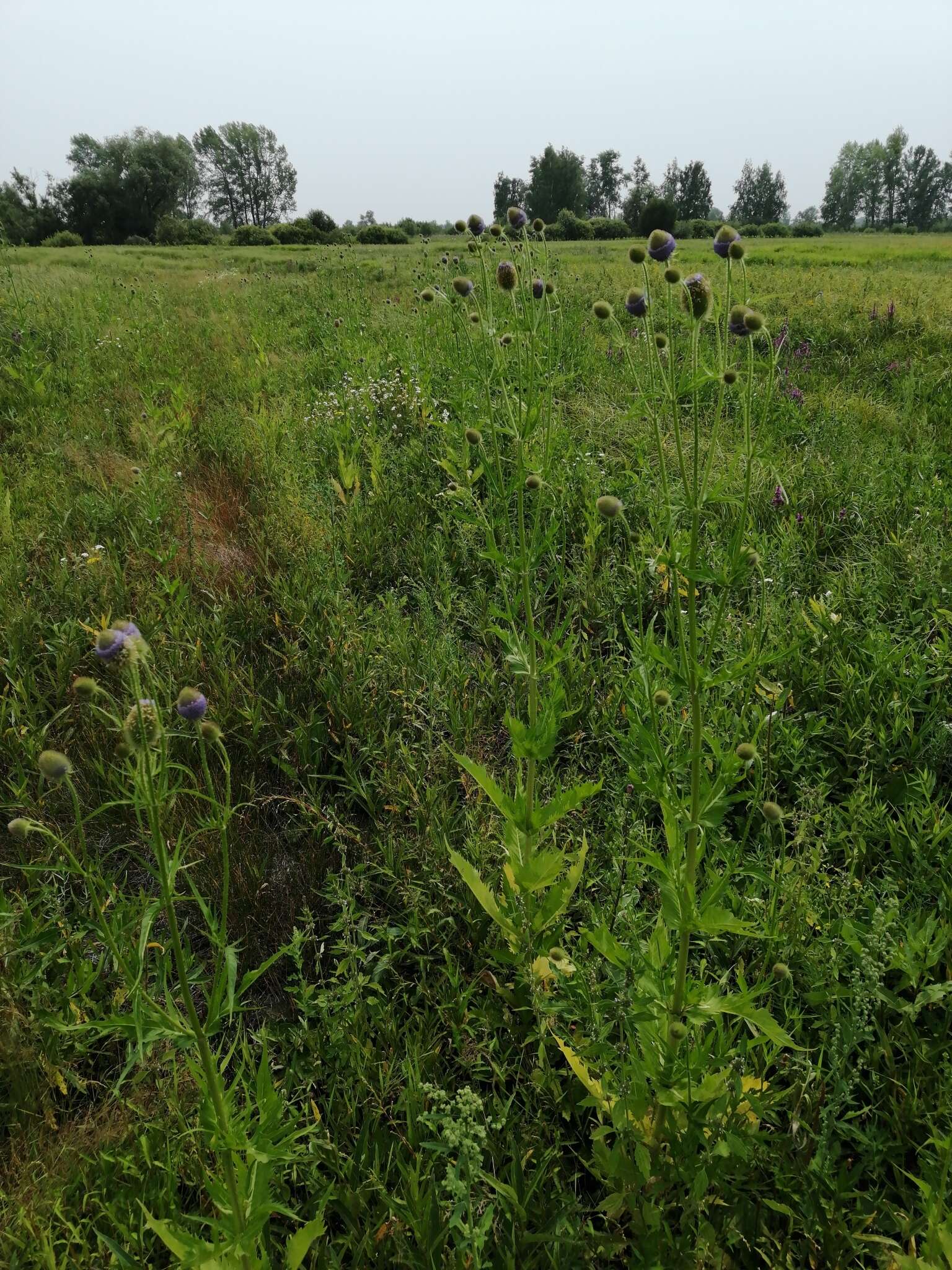 Image of Dipsacus gmelinii Bieb.