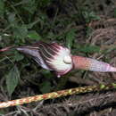 Arisaema taiwanense var. taiwanense的圖片