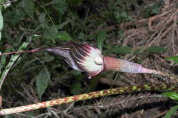 Arisaema taiwanense var. taiwanense的圖片