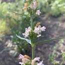 Image of western whiteflower beardtongue