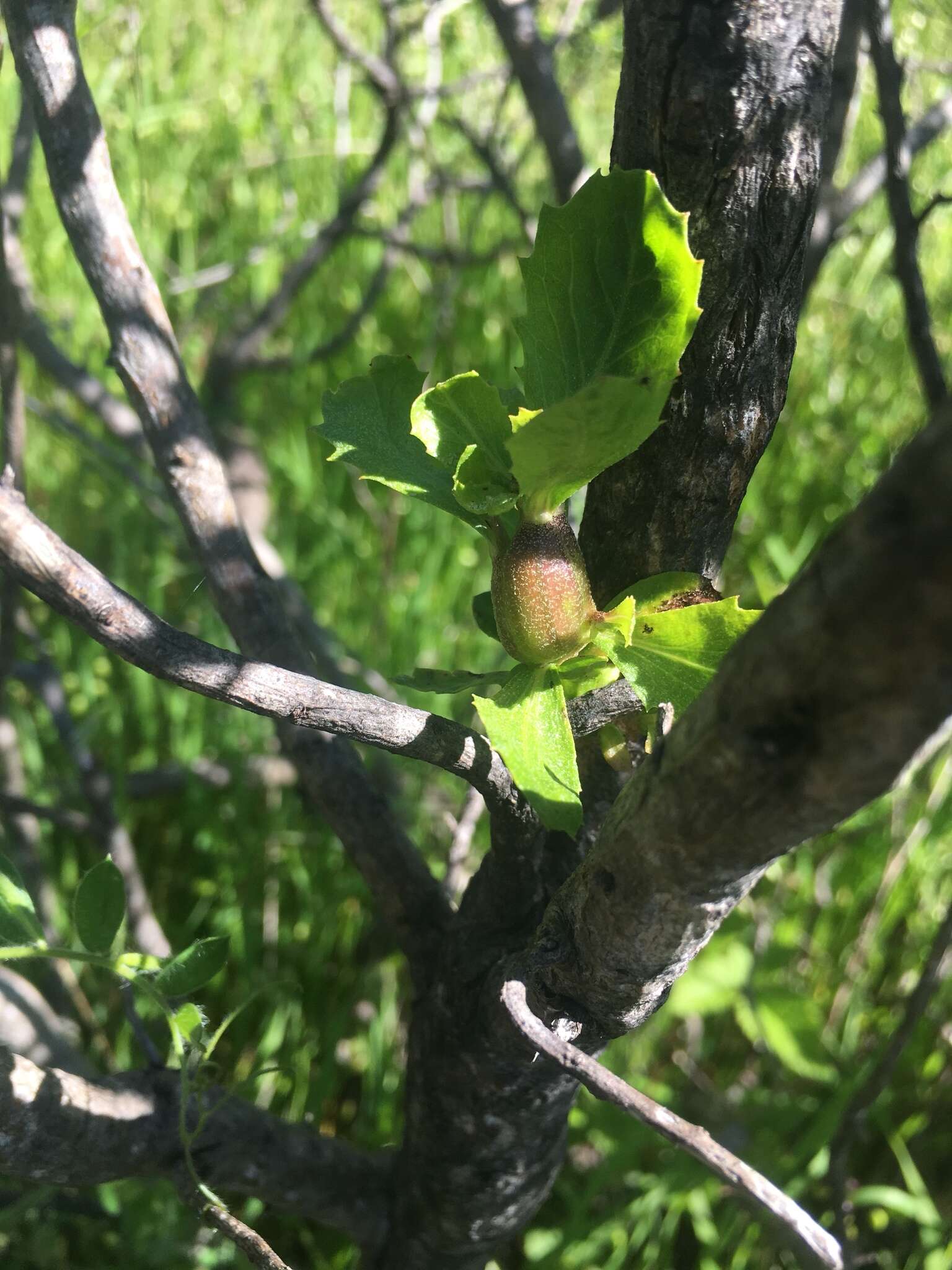 Image of Coyote Brush Stem Gall moth