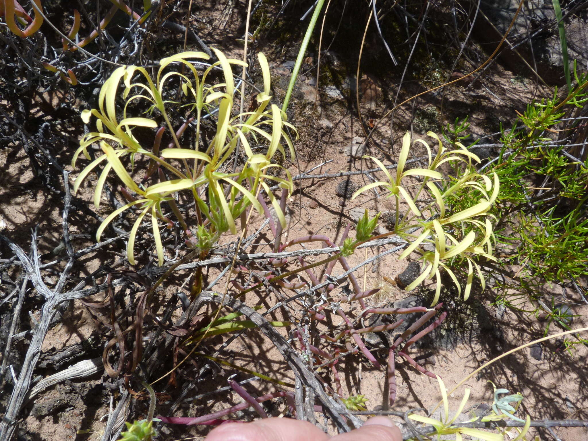 Image of Pelargonium longiflorum Jacq.