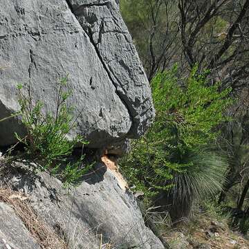 صورة Pimelea axiflora subsp. pubescens B. L. Rye