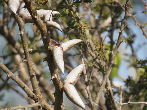 Image of Vachellia luederitzii var. retinens (Sim) Kyal. & Boatwr.