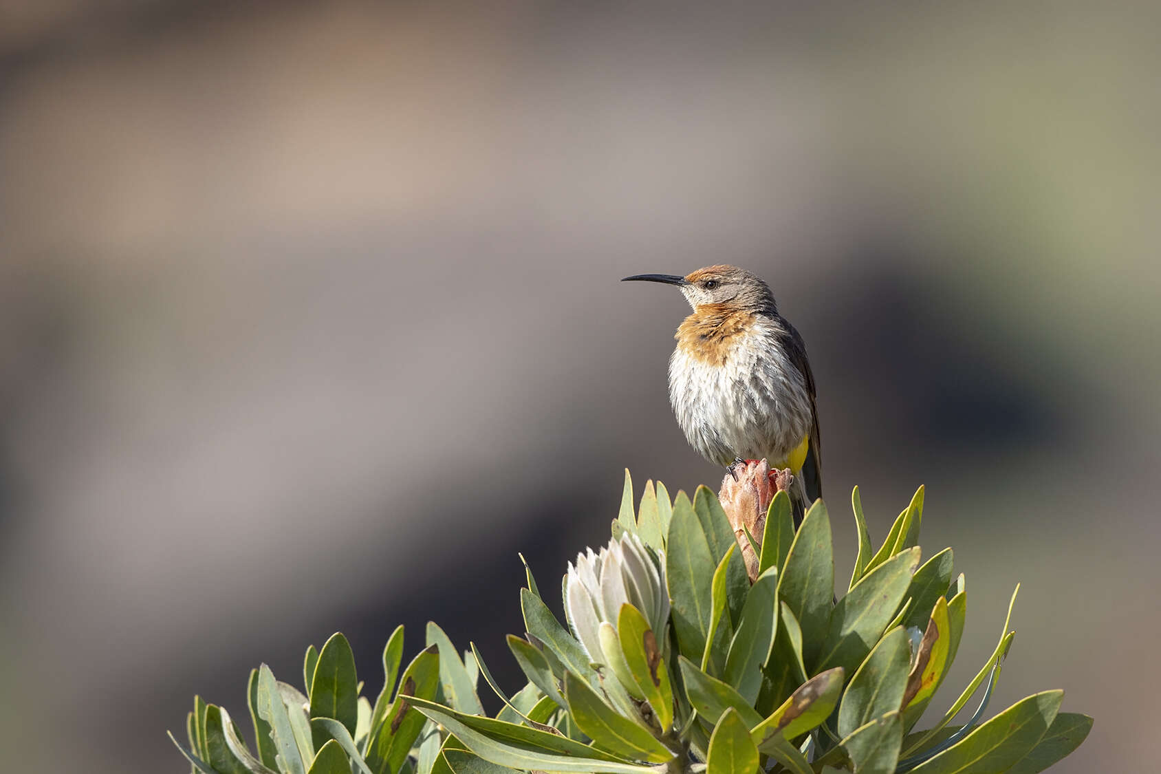 Image of Gurney's Sugarbird