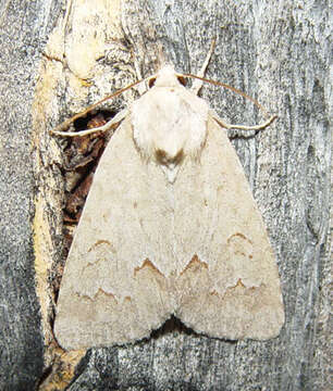 Image of Birch Dagger Moth