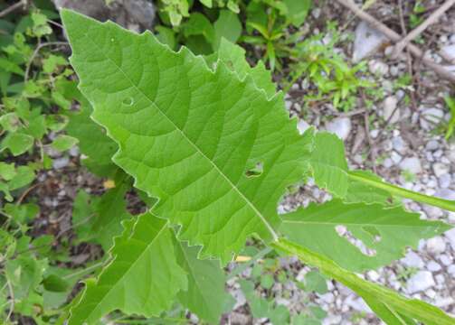 Image of Texas crownbeard