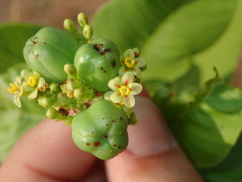 Слика од Jatropha elliptica (Pohl) Oken