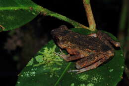 Image of Long-fingered Slender Toad