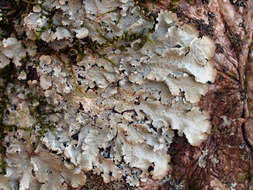 Image of Carolina canoparmelia lichen