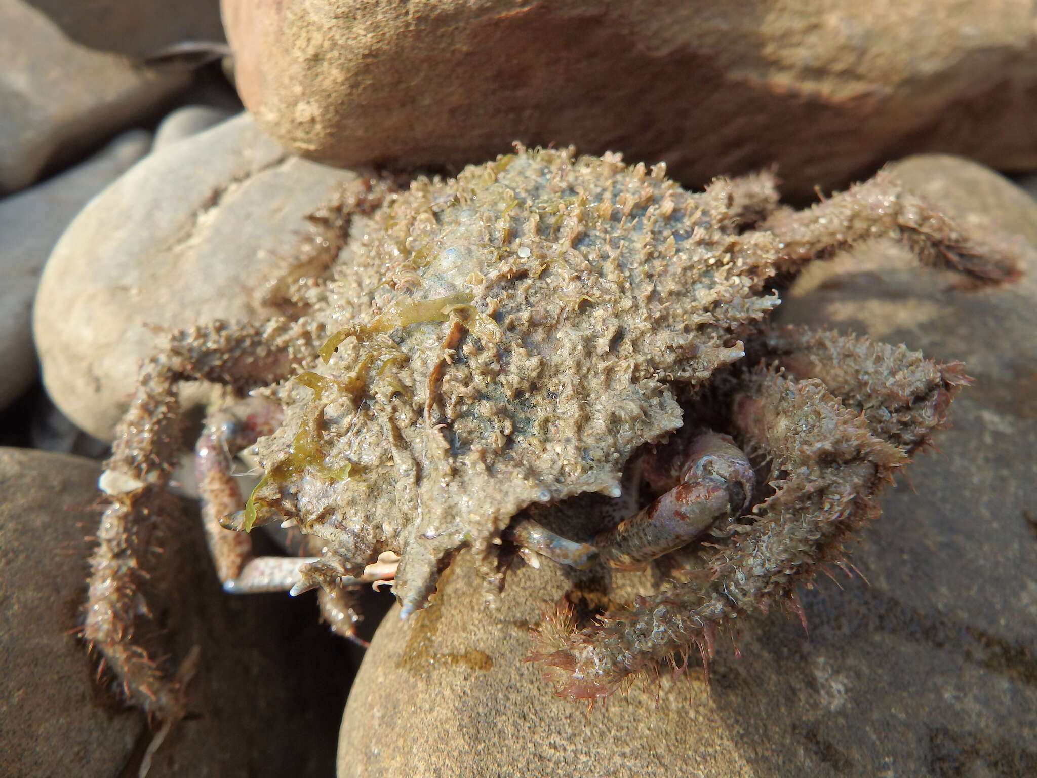 Image of lesser spider crab