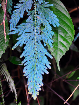 Image of Willdenow's spikemoss