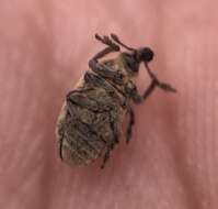 Image of Weevil