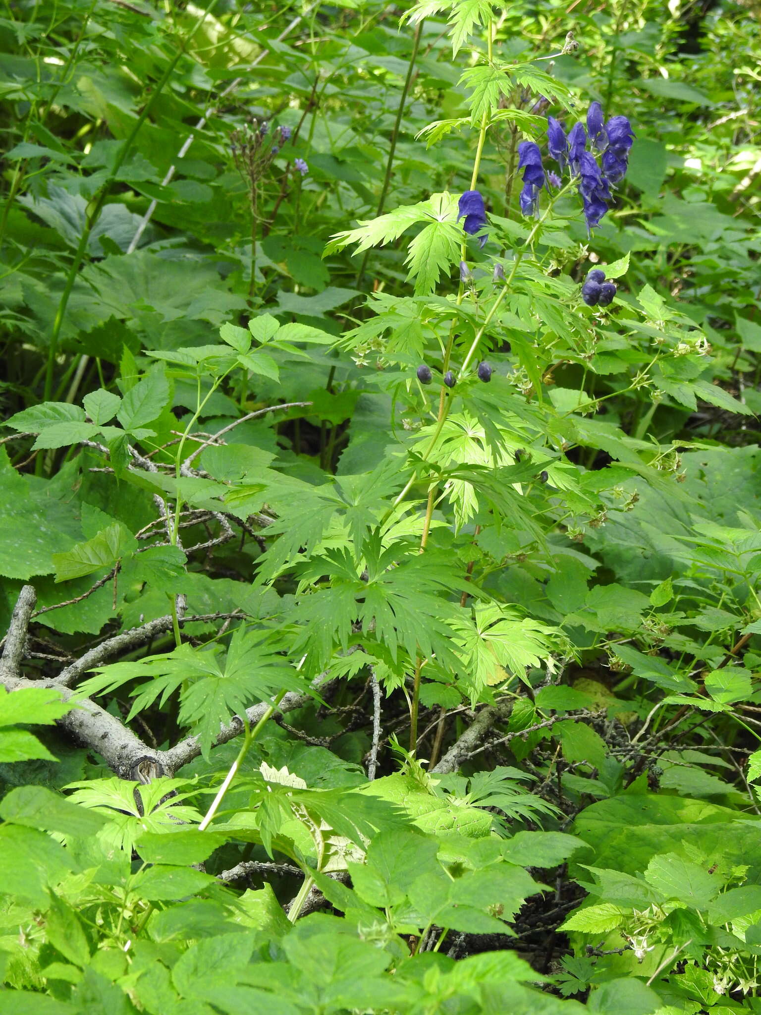 Слика од Aconitum degenii Gayer