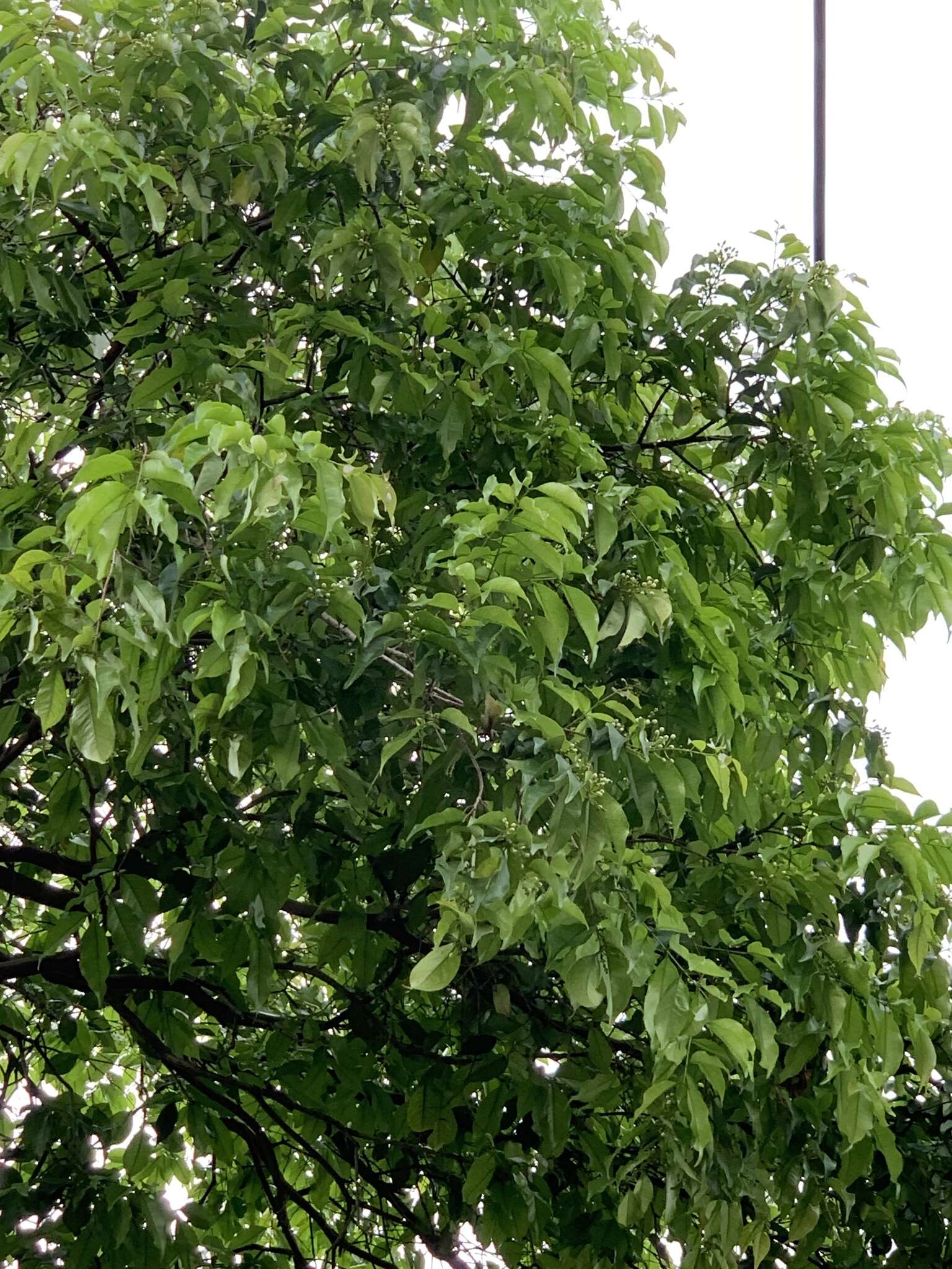 Image of Eugenia candolleana DC.