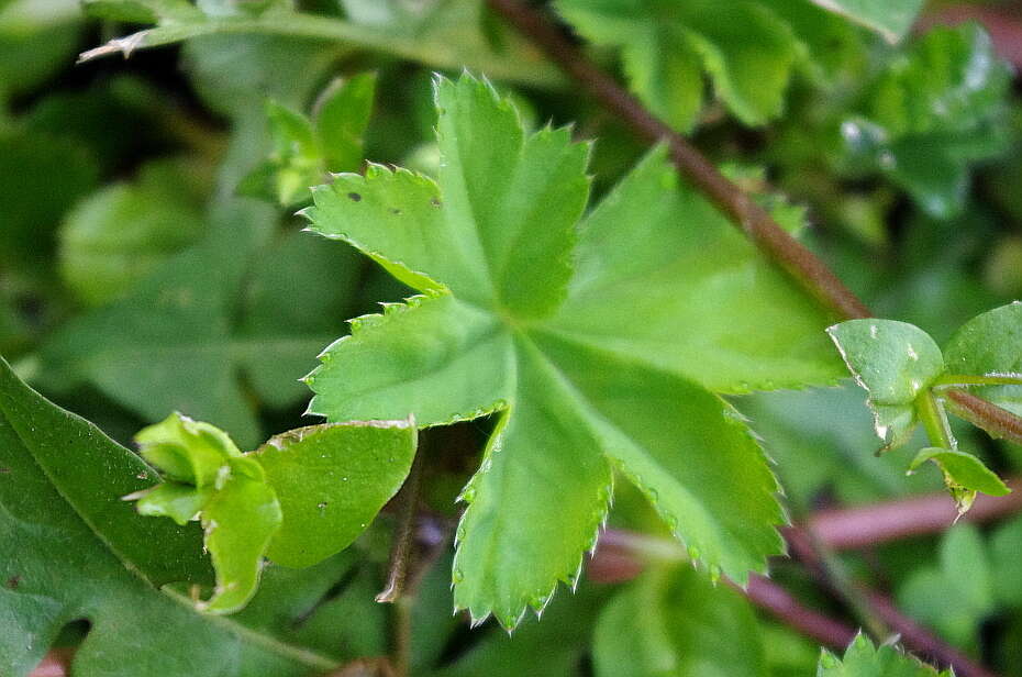 صورة Alchemilla filicaulis Buser