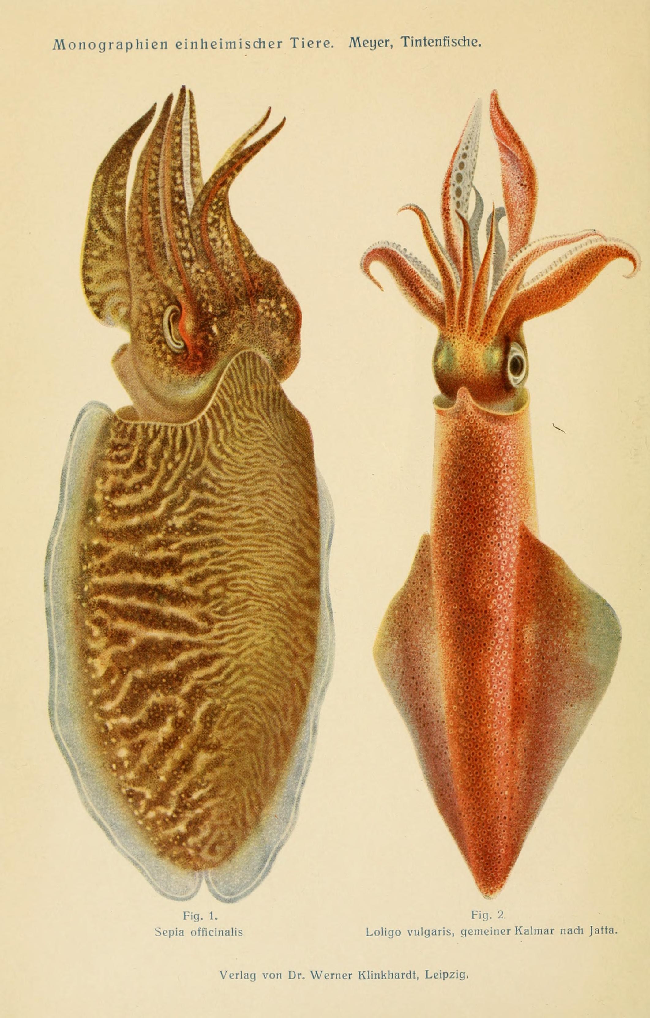 Image of Common Cuttlefish