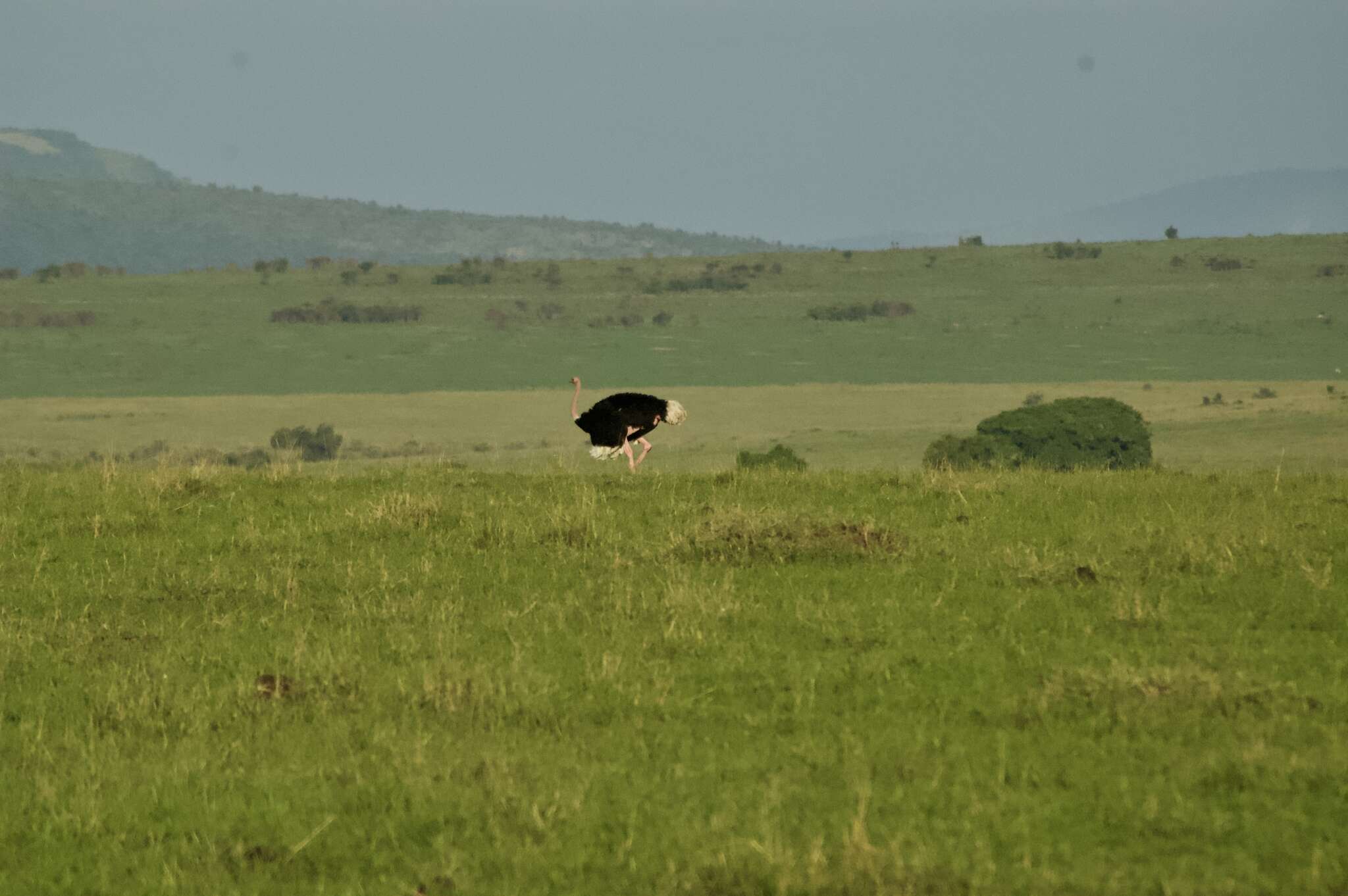 Image of Masai ostrich