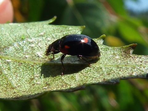 Image of <i>Exochomus quadripustulatus</i>