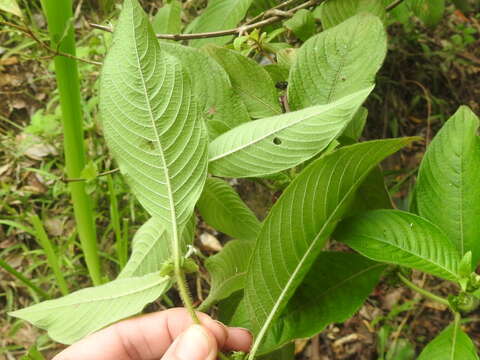 Image of Woolly Woodvine