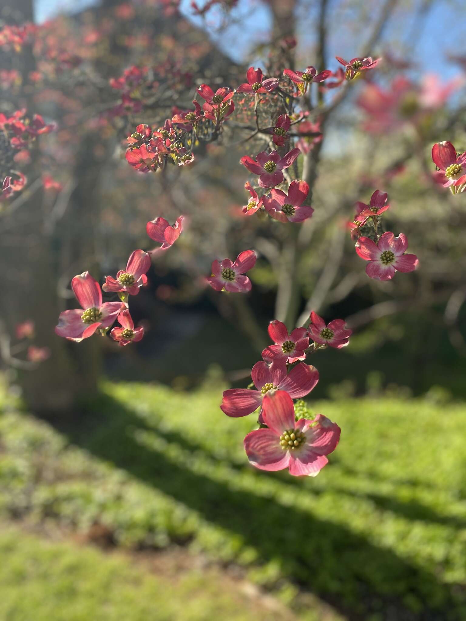 Image of Cornus florida var. florida