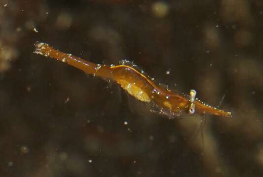 Image of Franciscan coastal shrimp