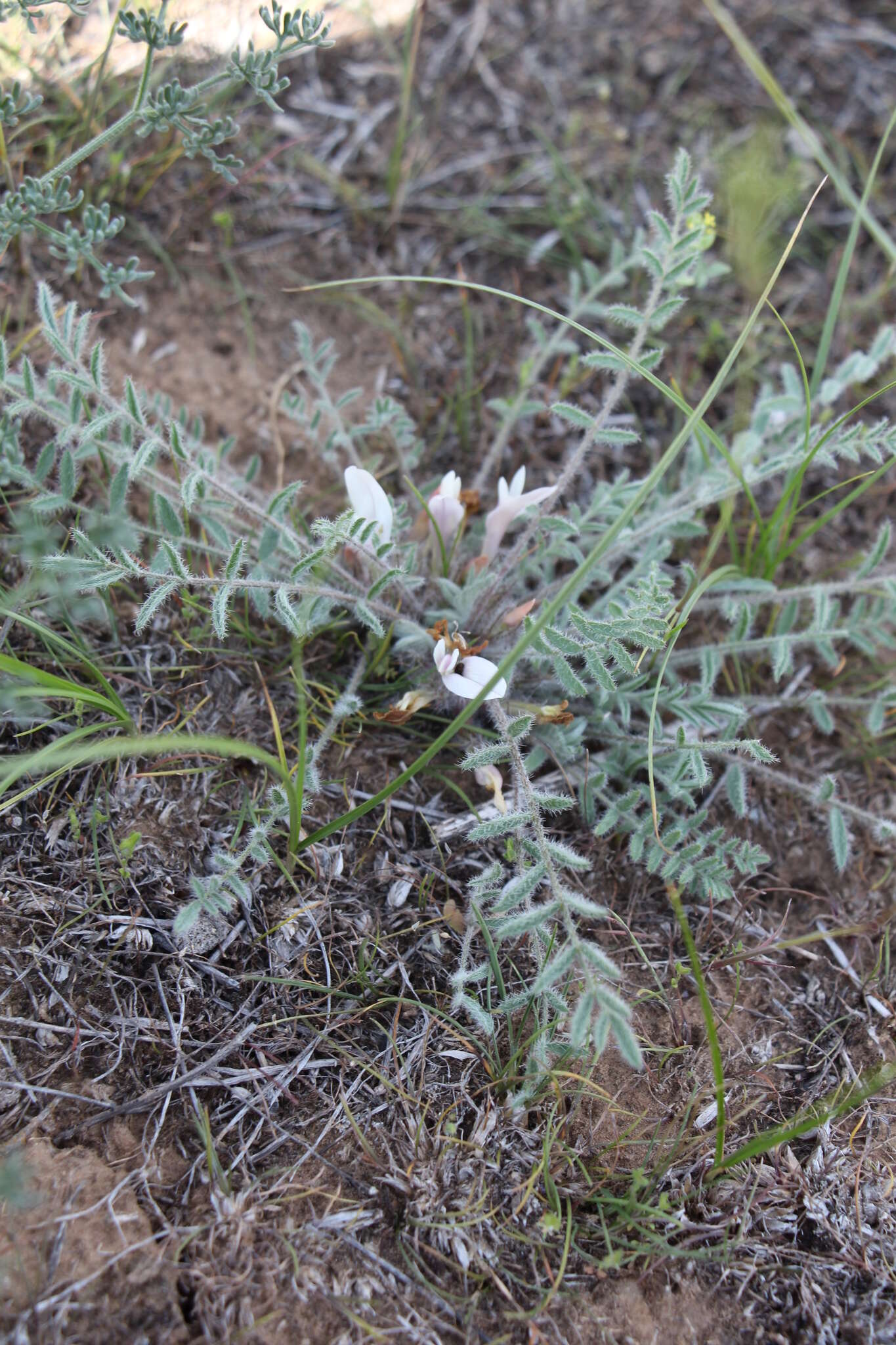 Image of Astragalus dolichophyllus Pall.