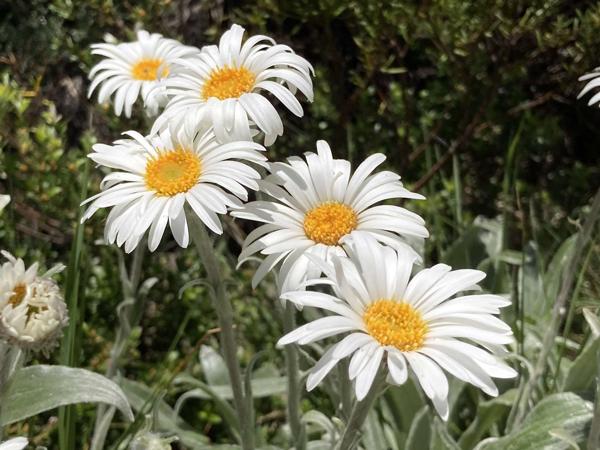 Image of Celmisia sericophylla J. H. Willis