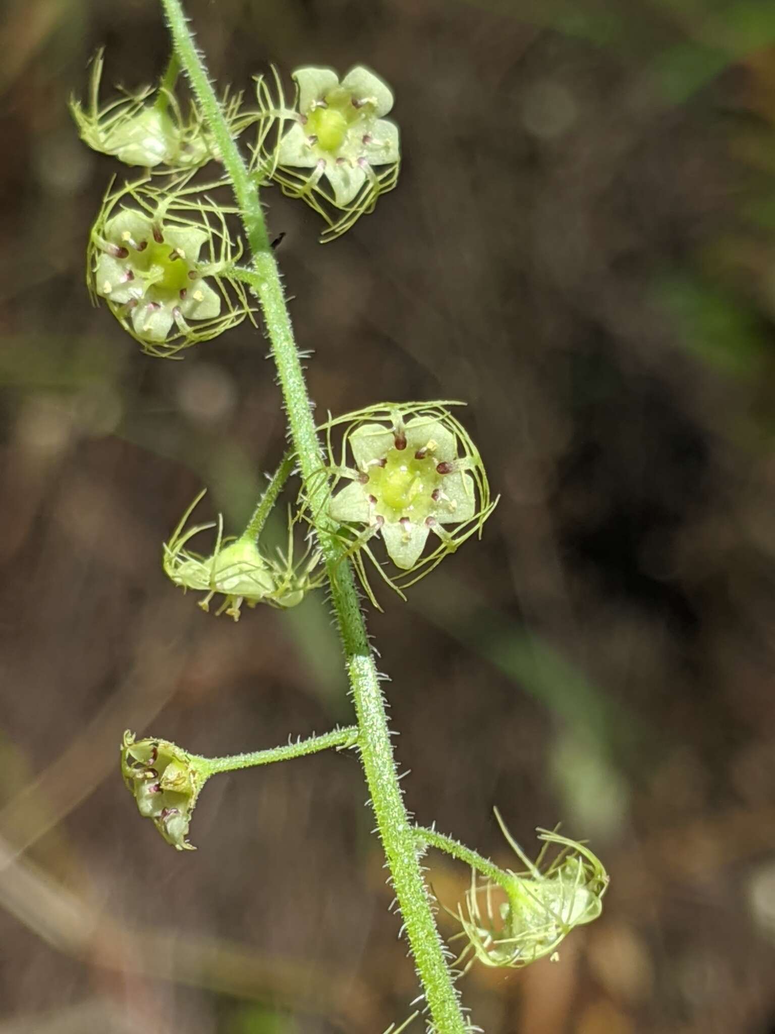 Image of slightstemmed miterwort