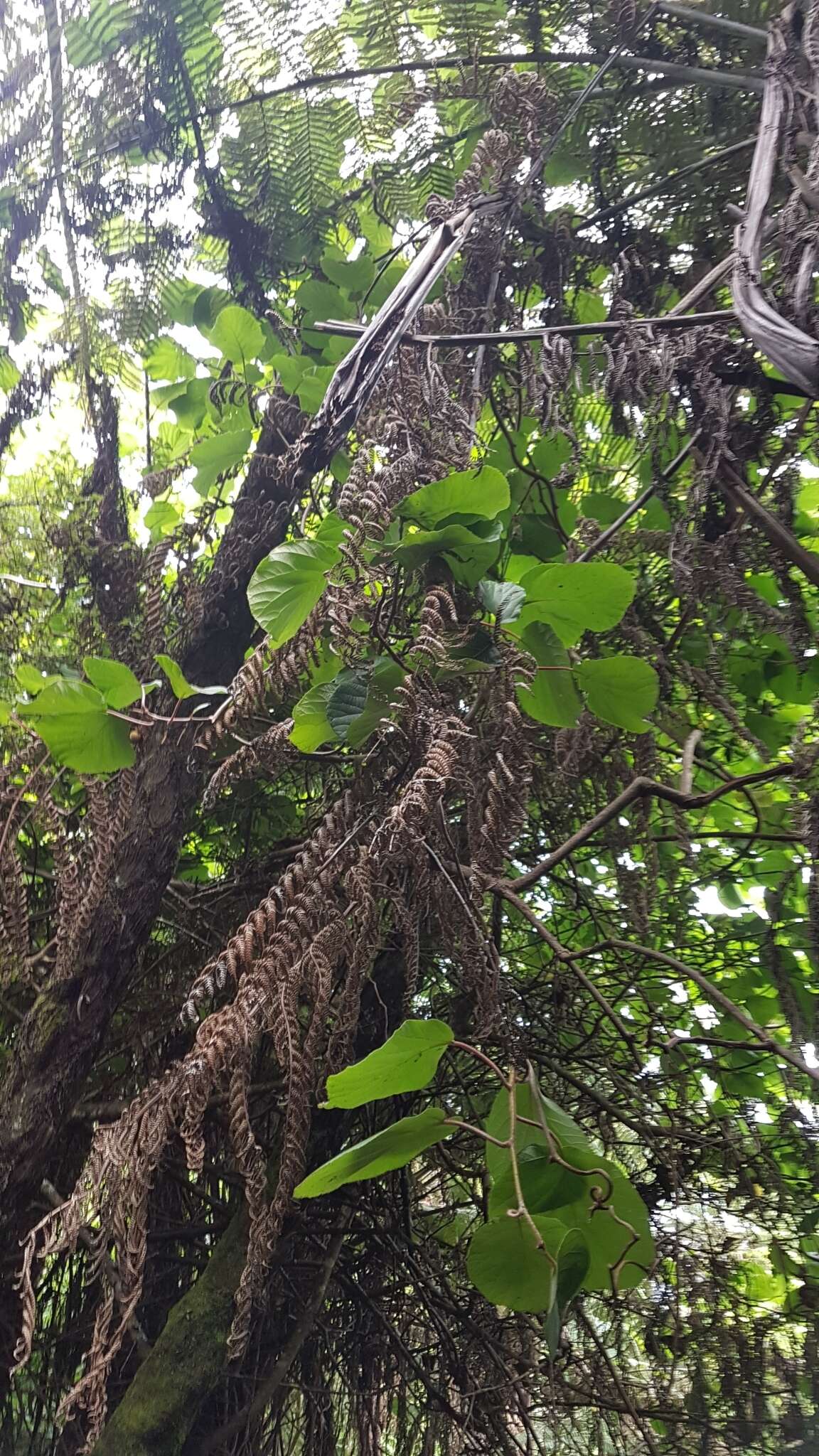 Image de Actinidia chinensis var. hispida C. F. Liang