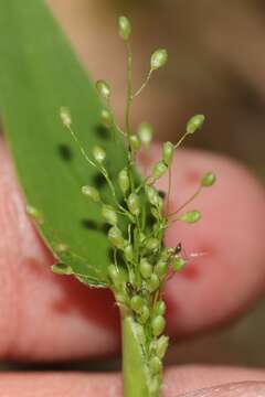 Panicum boreale Nash的圖片