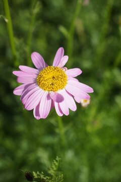 Image of pyrethum daisy