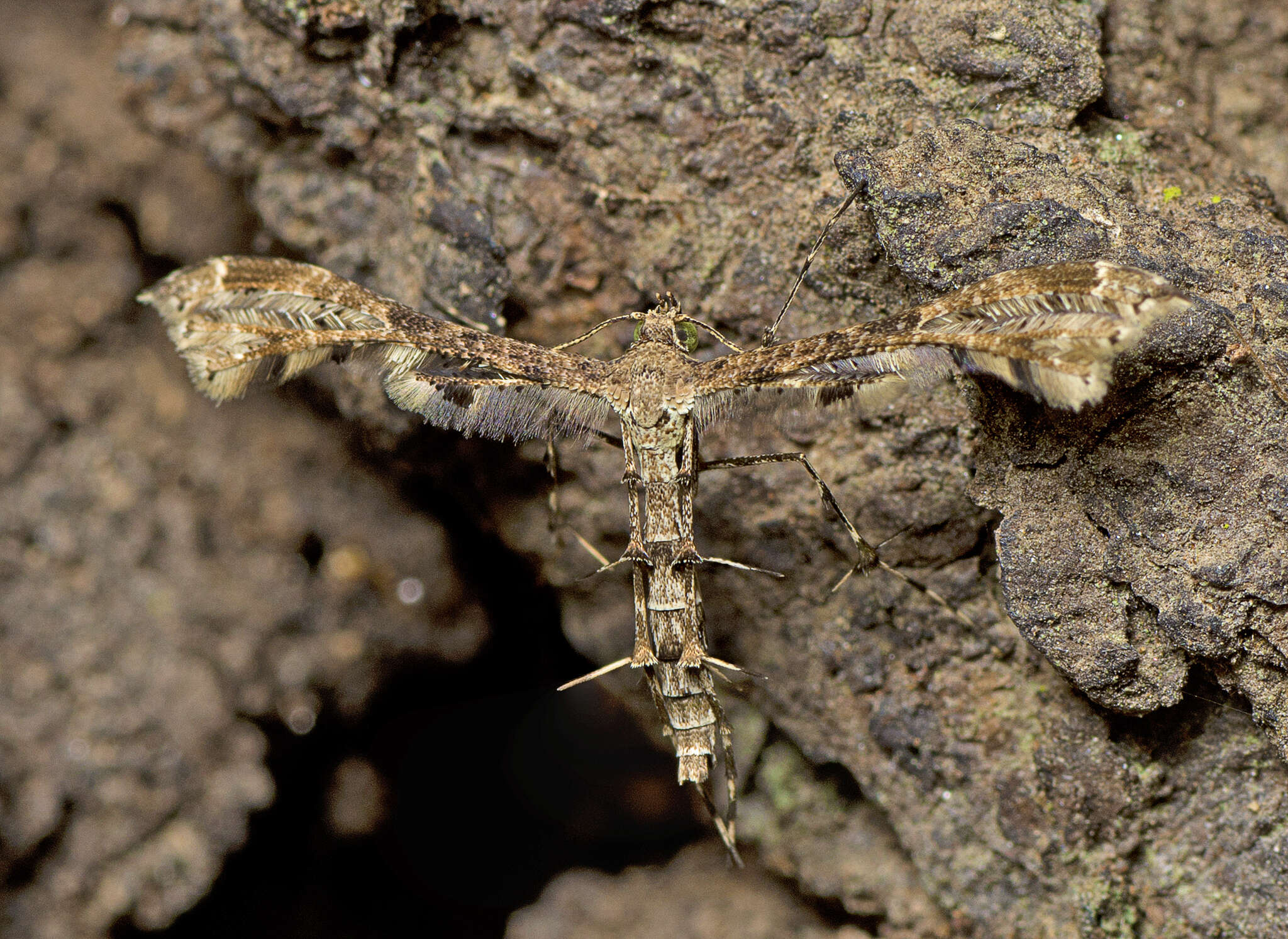 Image of Hexadactilia civilis Meyrick 1921