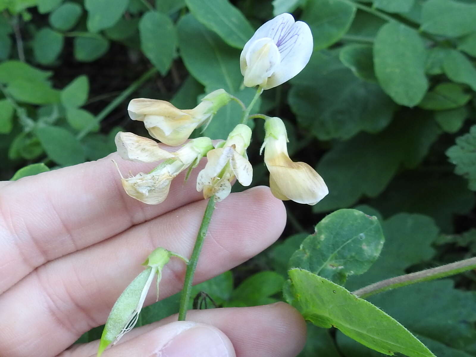 Sivun Lathyrus jepsonii Greene kuva