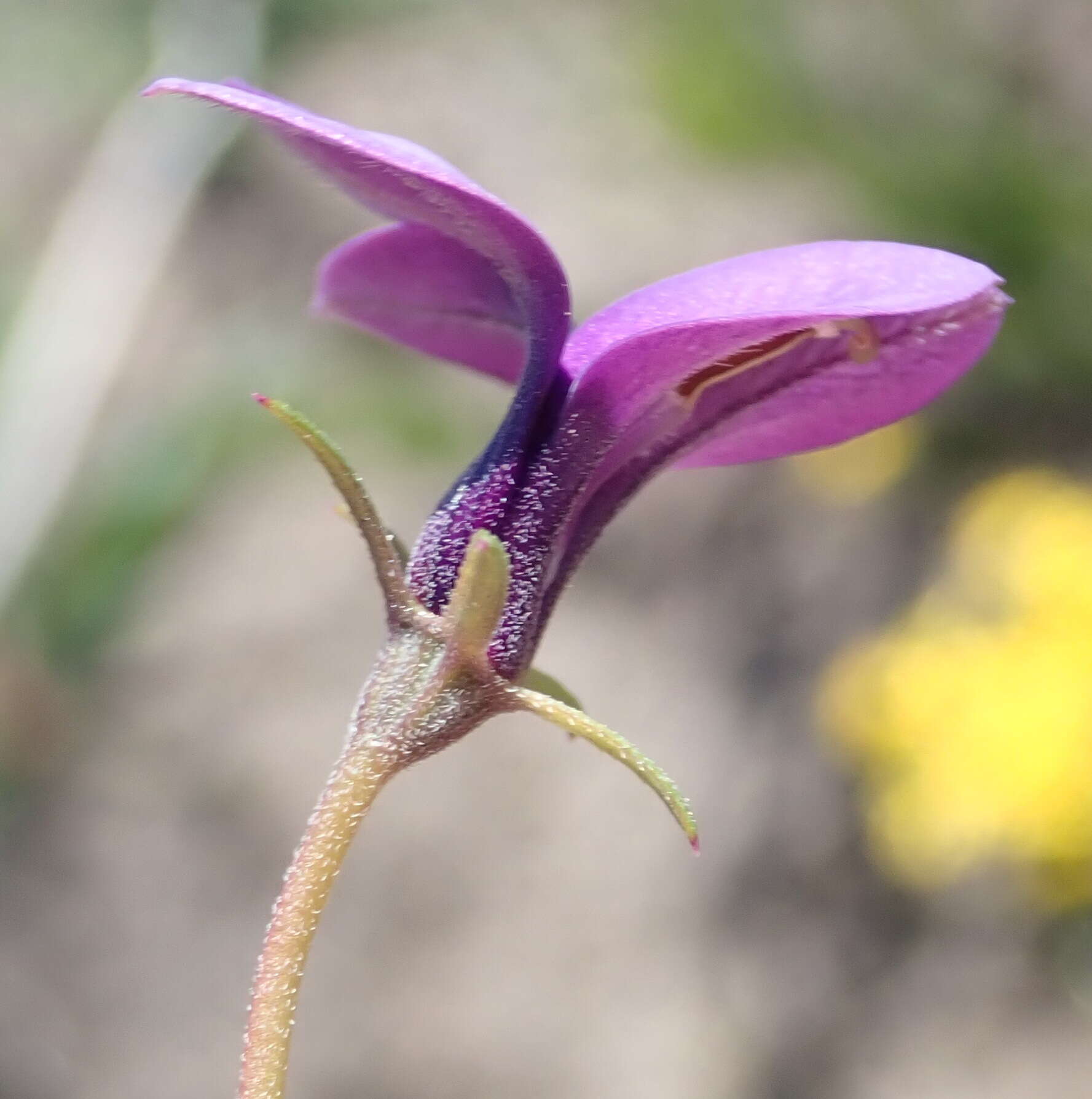 Image of Monopsis unidentata subsp. unidentata