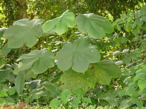 Image of Guarumo tree