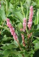 Sivun Persicaria amphibia var. emersa (Michx.) J. C. Hickman kuva