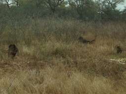 Image of Chacma Baboon