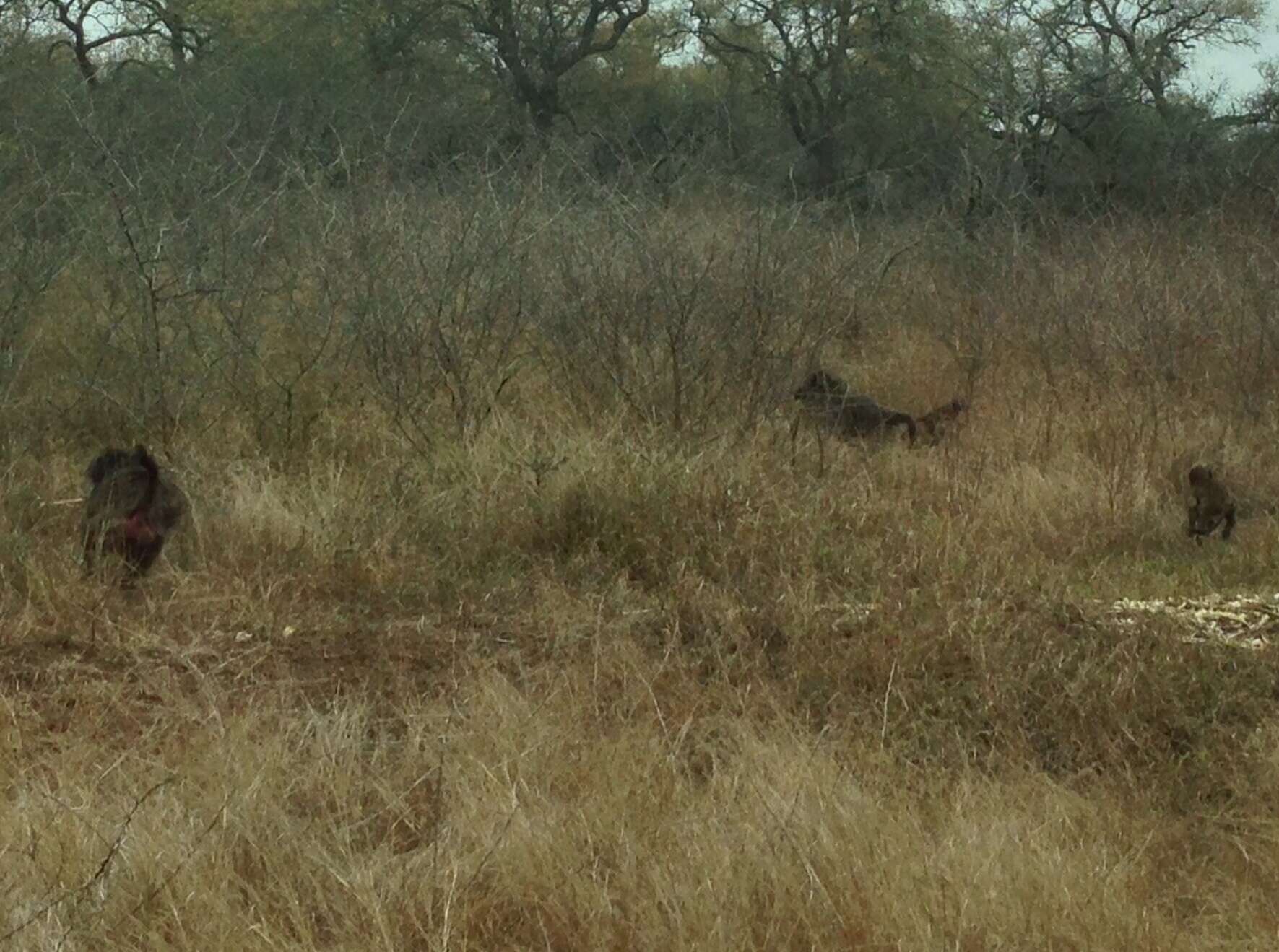 Image of Chacma Baboon