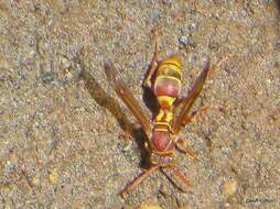 Image of Polistes stigma townsvillensis Giordani Soika 1975