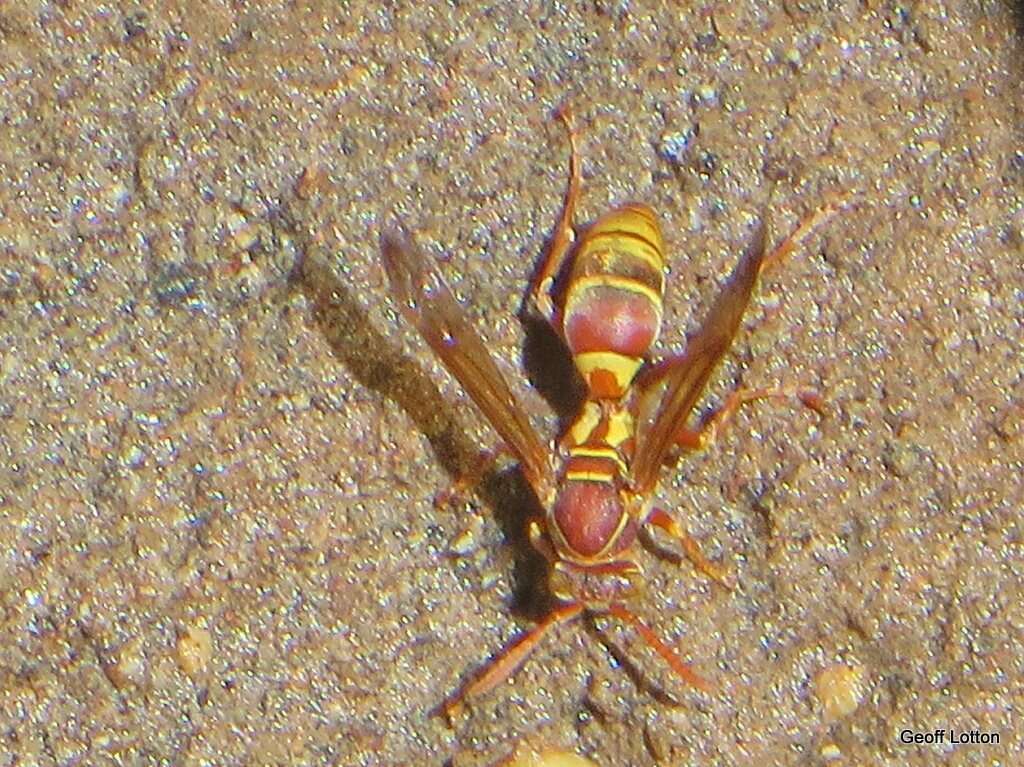 Image of Polistes stigma townsvillensis Giordani Soika 1975