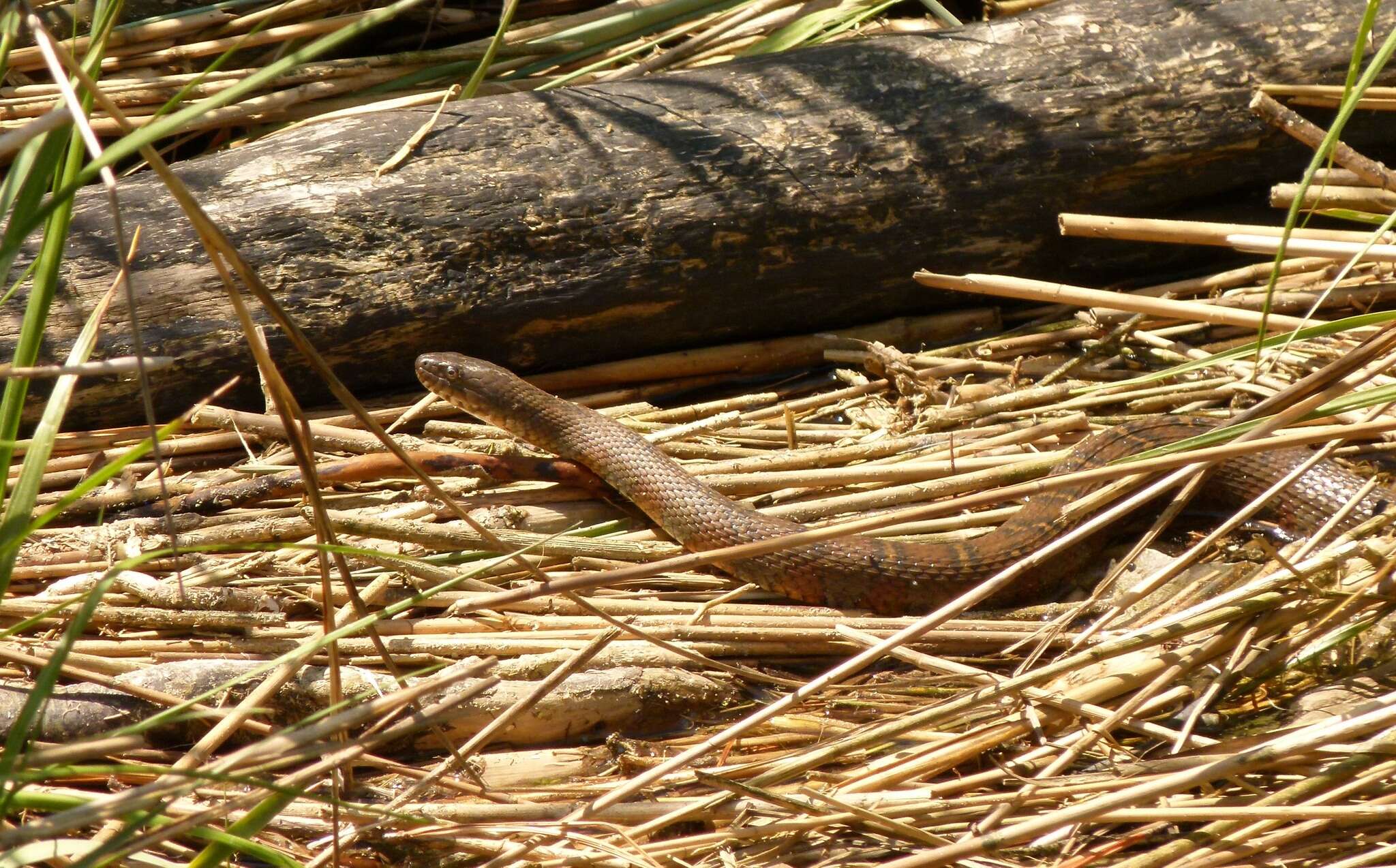 Image of Nerodia sipedon sipedon (Linnaeus 1758)